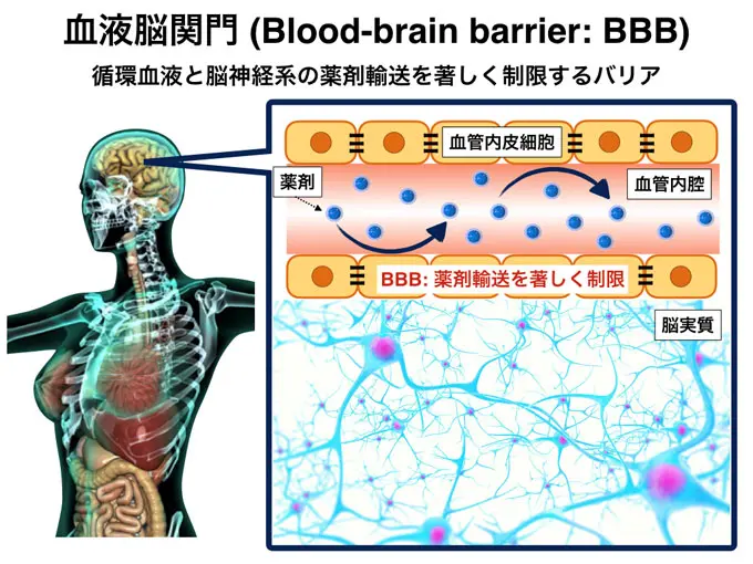 血液脳関門（BBB）の模式図